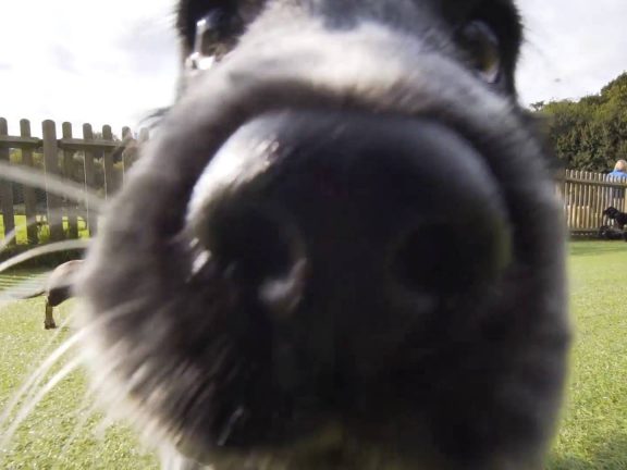 Bruce’s Doggy Day Care | Promo Video