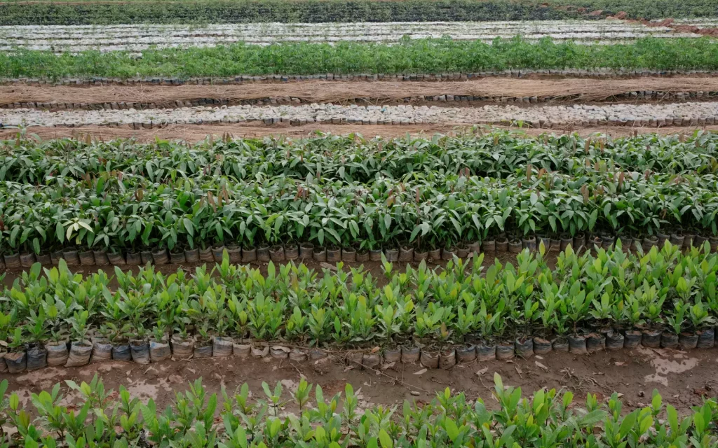 tree-saplings - Tree Aid tree-saplings - Tree Aid