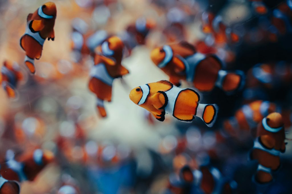 clownfish pexels image