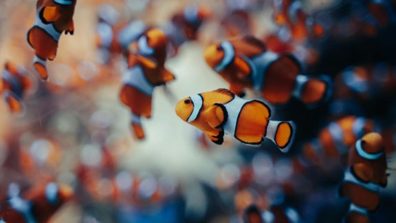 clownfish pexels image