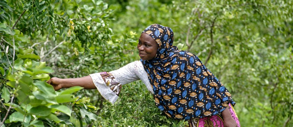 Tree Aid - Winter appeal 2024