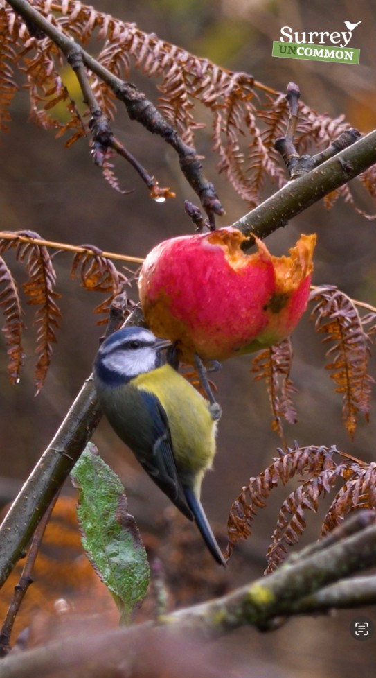 blue tit