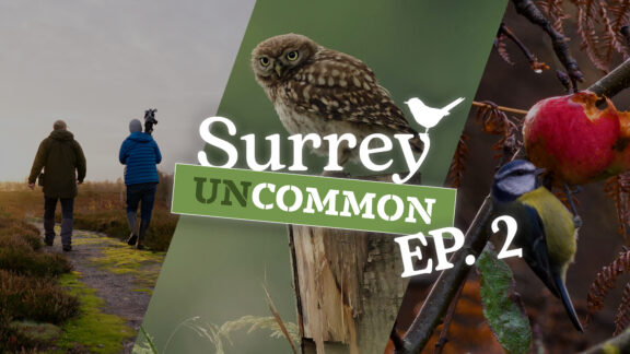 Surrey Uncommon 2