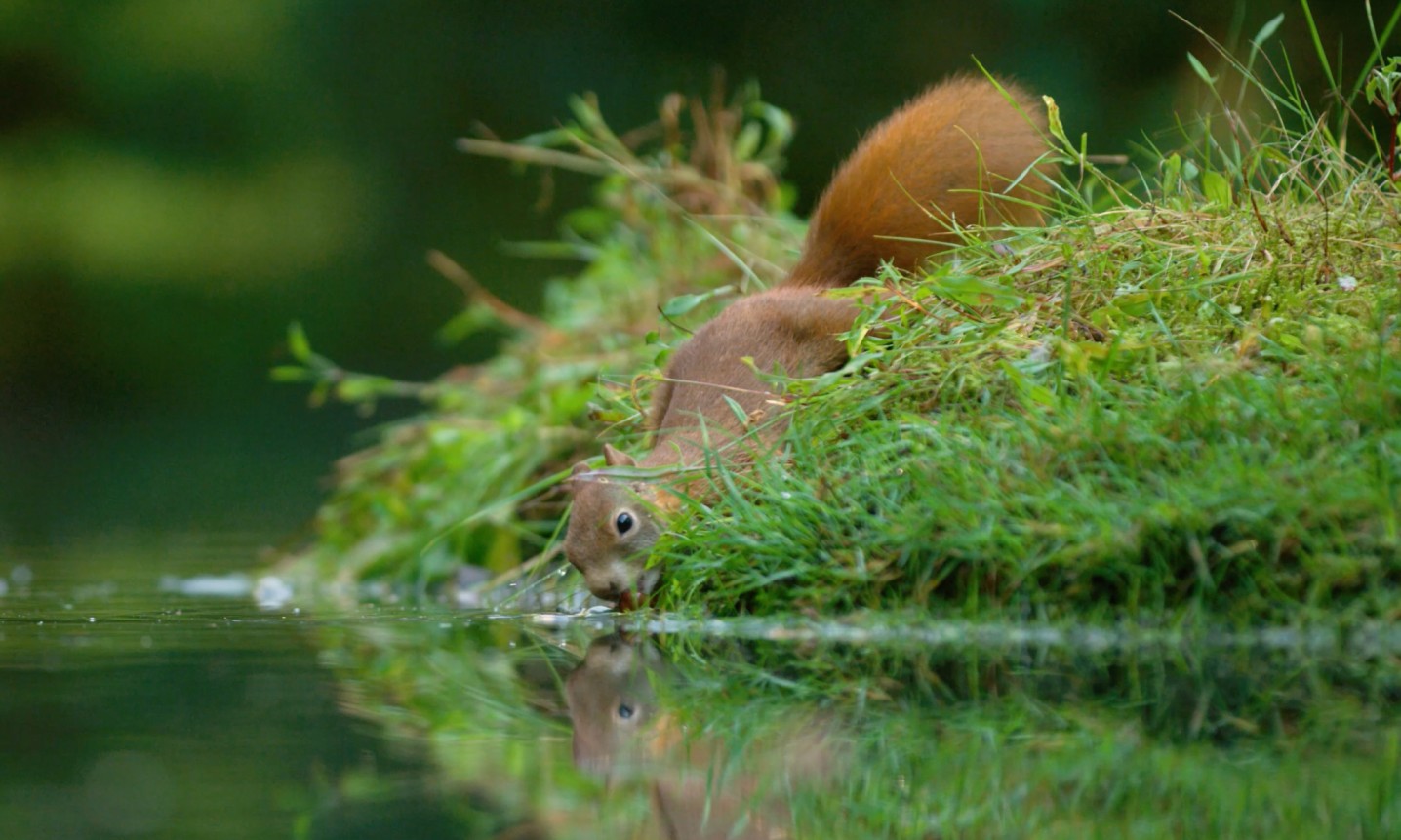 Surrey Uncommon - ep 4 2 squirrel 