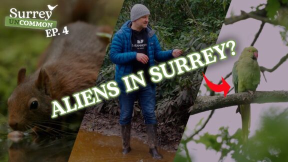 Surrey Uncommon - ep 4 thumbnail