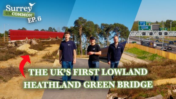 The UK's first lowland heathland green bridge | cover