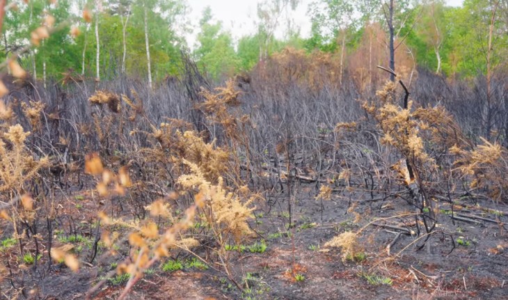 wildfire fire